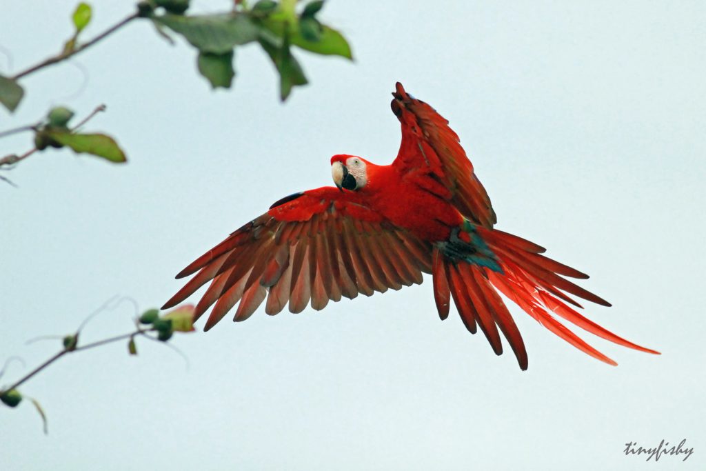 parrot